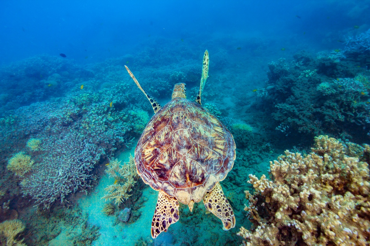 Sea turtle swimming over coral reef in clear blue water