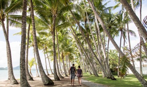 Row of tall palm trees lining a beachfront promenade at Palm Cove, with ocean views beyond.