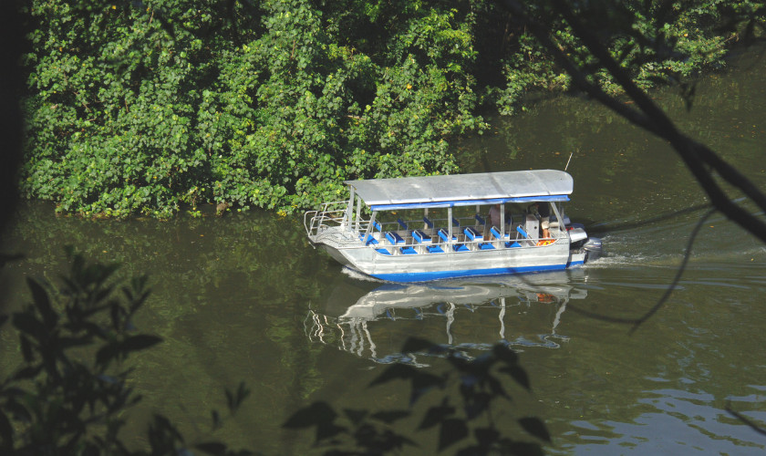 Covered tour boat cruising the Daintree River, flanked by dense mangrove and rainforest vegetation.