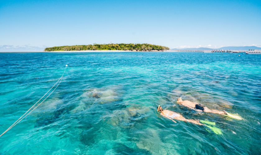 Snorkeler swimming in clear turquoise water near a green, forested island in the distance.