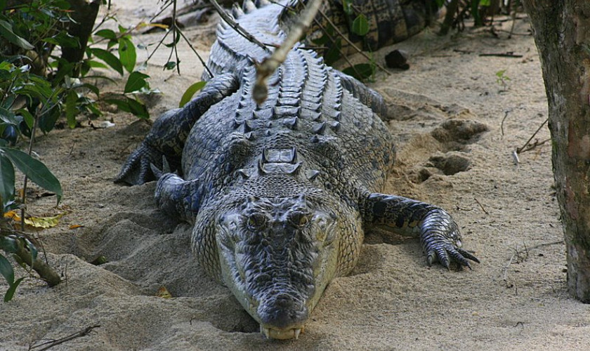 Large saltwater crocodile resting on a sandy riverbank in dappled shade.