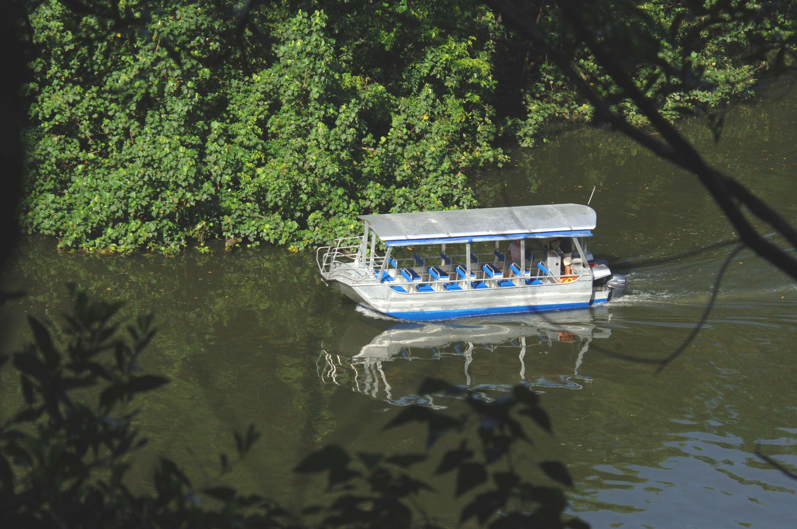 Covered tour boat cruising the Daintree River, flanked by dense mangrove and rainforest vegetation.
