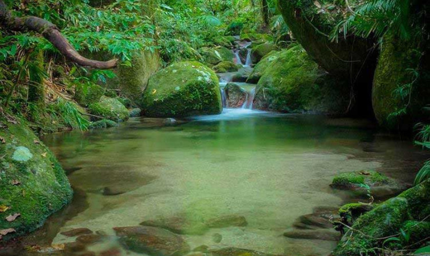 Small waterfall cascading over moss-covered rocks into a green rainforest pool.