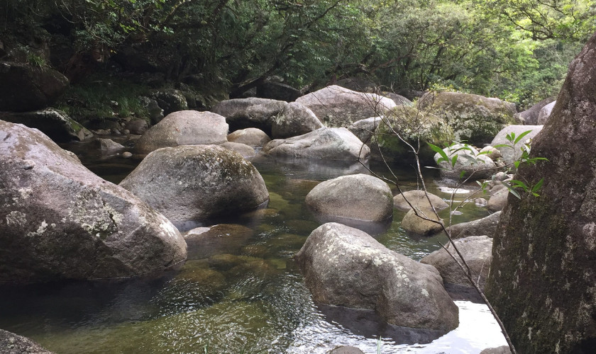 Large smooth boulders lining a shallow rainforest creek surrounded by dense green vegetation.