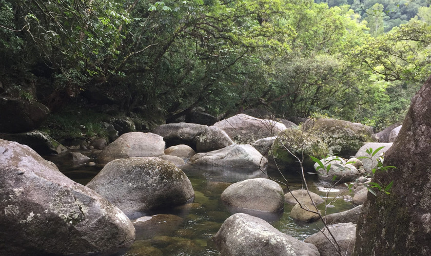 Large smooth boulders lining a shallow rainforest creek surrounded by dense green vegetation.